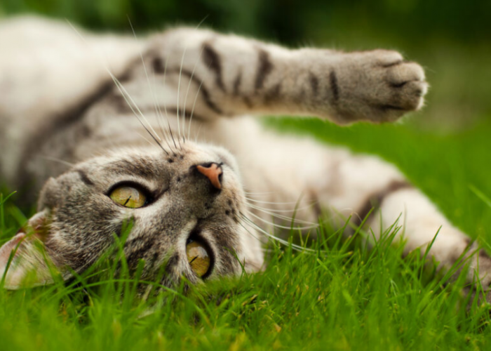 Kenapa Kucing Suka Berguling di Rumput dan Tanah? Yuk, Simak 4 Alasan dan Manfaatnya Disini