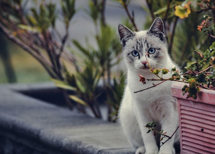 Anda Memelihara Kucing? Berikut 5 Jenis Tanaman yang Menarik dan disukai oleh Kucing 