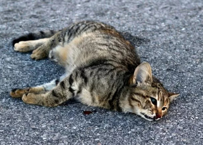 Mitos Kucing Liar yang Mati di Depan Rumah, Pertanda Masalah Keluarga hingga Kematian