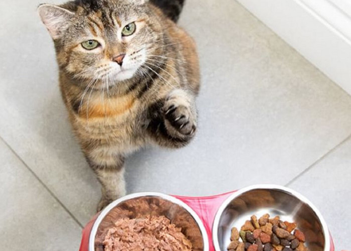 Ini Nih 3 Takaran Makanan Kucing Yang Benar Sesuai Usia, Pemilik Kucing Jangan Sampai Salah Takaran Ya!