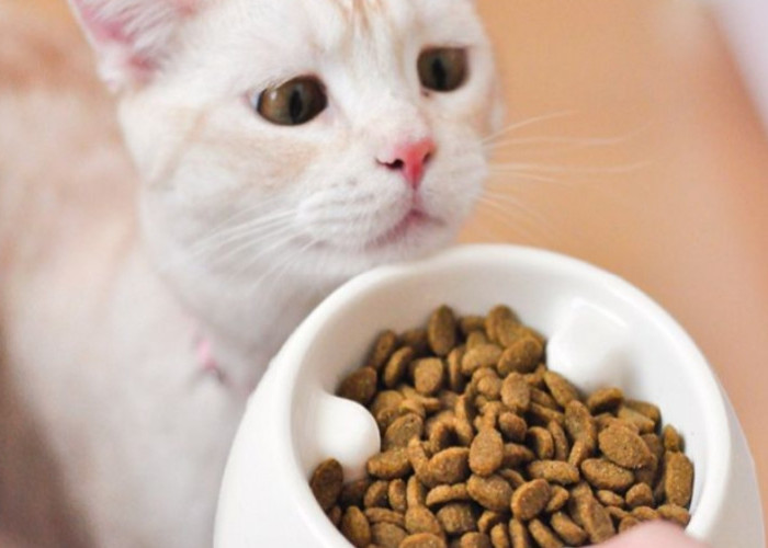 Sebaiknya Kucing Makan Berapa Kali Sehari? Simak Penjelasannya Supaya Tidak Asal-asalan!