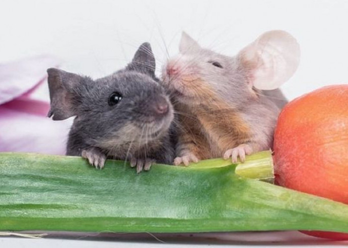 Aromanya di Hindari Oleh Tikus, Berikut 7 Aroma Yang Dapat Mengusir Tikus Keluar Dari Rumah