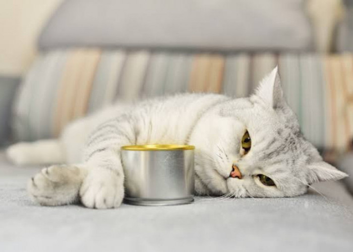 Jangan Panik! 5 Tips Mengatasi Kucing Tidak Mau Makan, Agar Nafsu Makannya Kembali