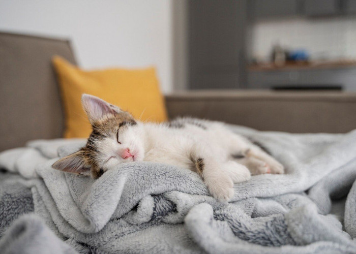 FUN FACT, 6 Arti Dibalik Posisi Tidur Kucing, Ternyata Tak Sekedar Tidur! Cat Lovers Sudah Tahu?