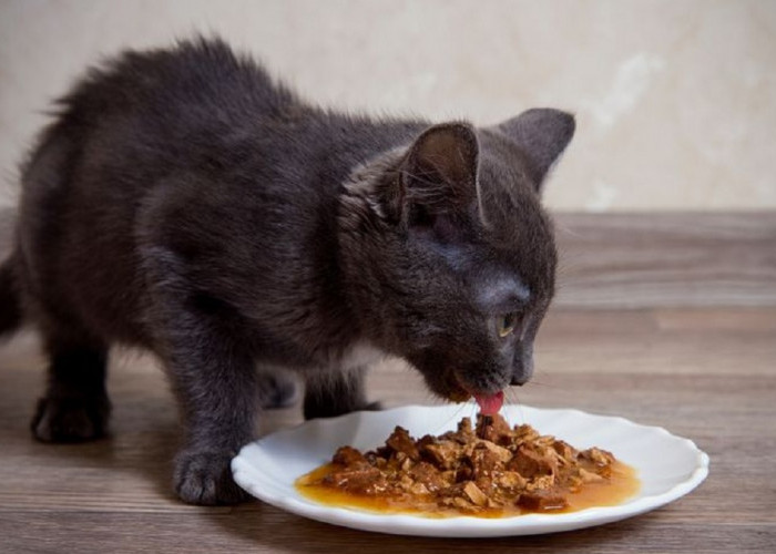 Buat Kucing Makin Gemuk dan Berbulu Tebal, Ini Dia 3 Rahasia Bahan Membuat Makanan Kucing Sendiri