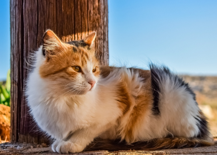 5 Nama Kucing dengan Arti Keberuntungan, yang Bisa Membawa Rezeki!