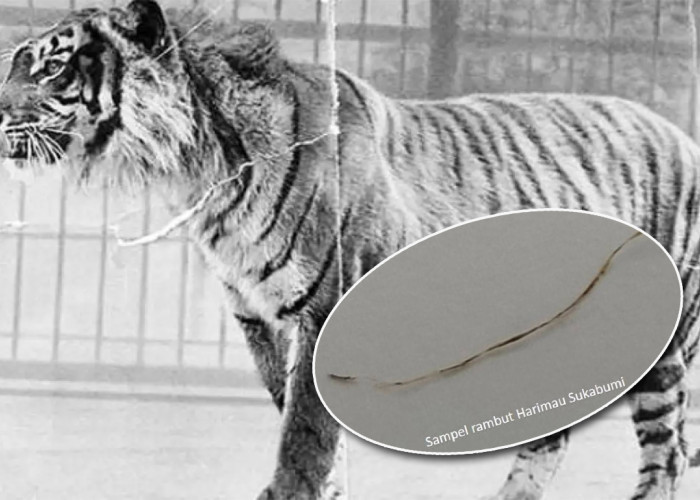 Gabungan Peneliti Asing Membantah Harimau Jawa Masih Ada, Respons Penelitian BRIN