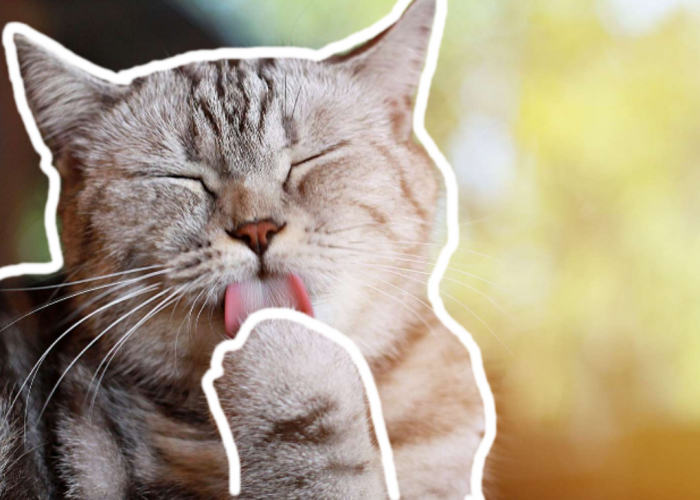 Padahal Makan Pakai Mulut, Kenapa Kucing Menjilati Tangannya Setelah Makan? Ini Alasannya