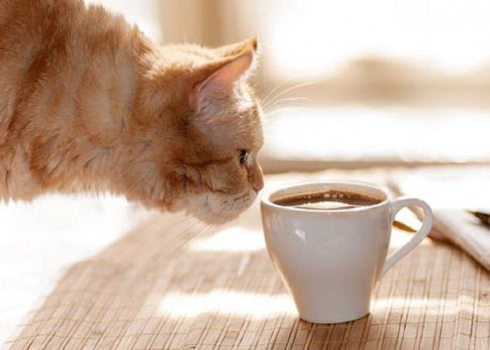 Mengenal 6 Aroma Yang Tidak Disukai Kucing, Cocok Untuk Mengusir Kucing Liar Yang Suka Buang Air Sembarangan