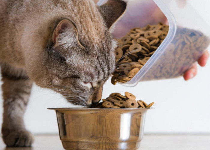 Tak Perlu Beli! Inilah 2 Resep Cara Membuat Makanan Kering untuk Kucing di Rumah, Mudah dan Disukai Anabul! 