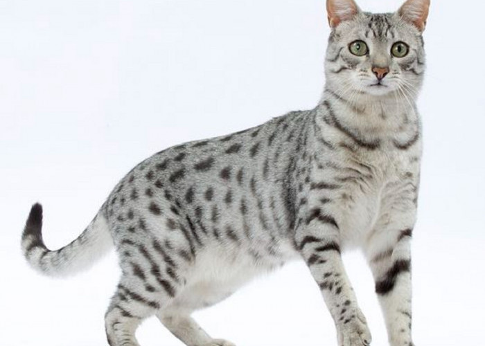 Ini Dia 6 Ras Kucing Tertua di Dunia, Tertarik Untuk Memeliharanya?