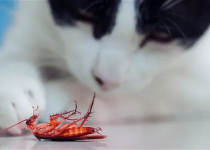 Pemilik Anabul Perlu Waspada Nih! Apakah Berbahaya Kucing Makan Kecoak? Oh Ternyata