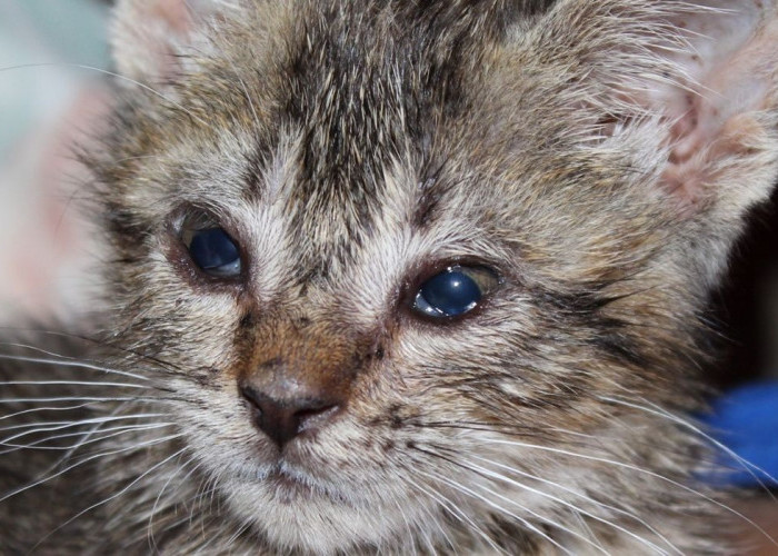 3 Cara Mengobati Mata Kucing Belekan, Awal Pertolongan Pertama Sampai Penyembuhan