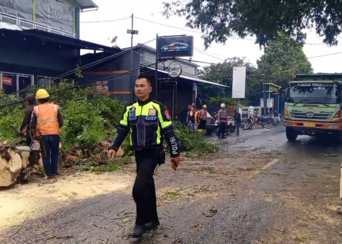 Roboh Tengah Malam, Proses Evakuasi Batang Pohon Asem di Desa Sampora Hingga Siang Hari