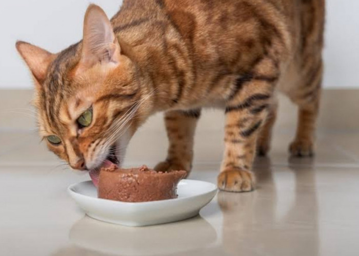 Cara Membuat Makanan Kucing Ras Sendiri, Lebih Hemat dan Praktis
