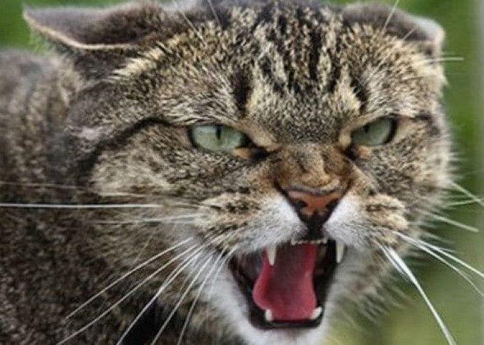 Agar TIdak Dicakar, Berikut 4 Cara Menenangkan Kucing Liar yang Agresif dengan Aman dan Mudah!
