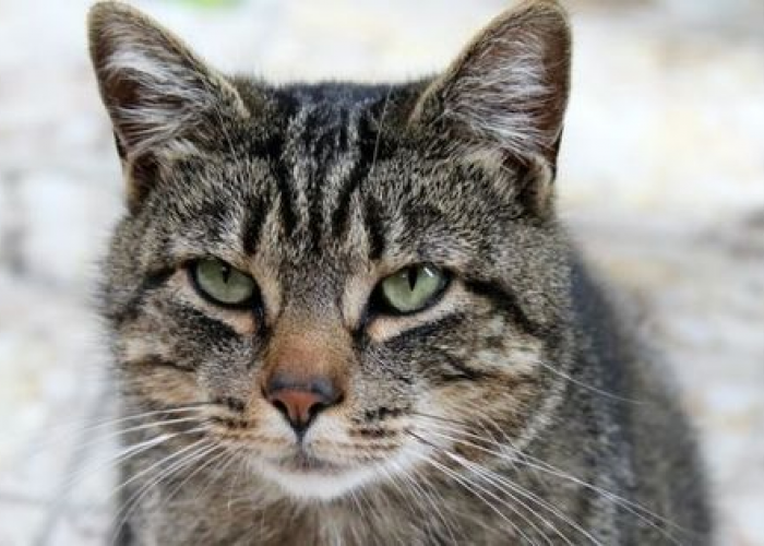 Ingin Pelihara Kucing Liar? Inilah 6 Cara Menjinakkan Kucing Liar jadi Hewan Peliharaan di Rumah yang Nurut