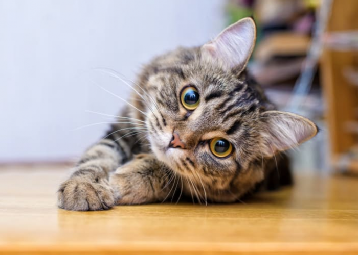 Gak Cuma Bikin Mandul, Inilah 5 Manfaat Steril Kucing Jantan yang Perlu Catlovers Tahu