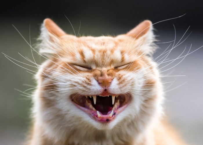 Anabul Jadi Cemberut! 6 Hal Sederhana yang Bikin Kucing Marah dan Ngambek pada Kita