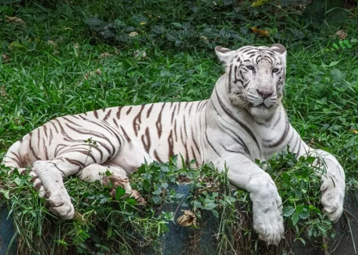 Harimau Putih dan Kijang Tambal, Erat Kaitannya dengan Masa Lalu Desa Pasawahan