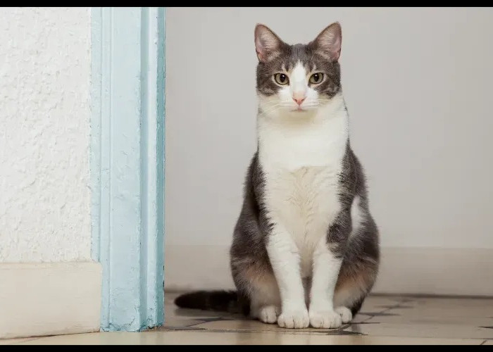 10 Keistimewaan Kucing Kampung Abu Putih, Menjadi Daya Tarik Untuk Dipelihara