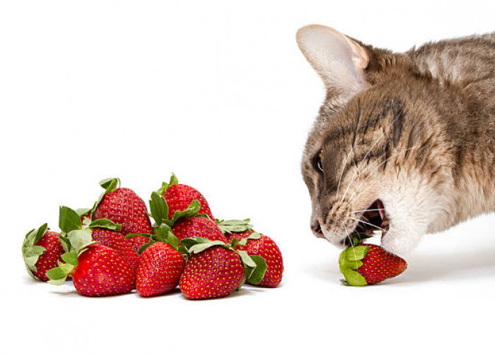 Kucing Boleh Makan Buah Apa Saja? Ini 5 Jenis Buah yang Aman untuk Kucing, Bisa Jadi Camilan Sehat Sesekali 