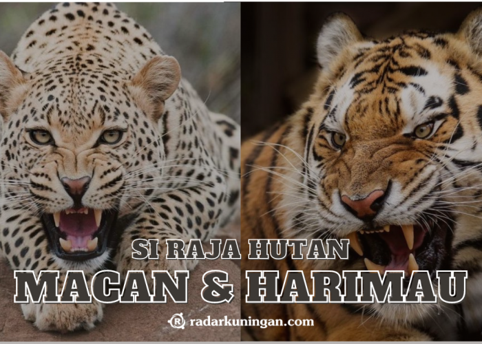 Eits Jangan Sampe Salah! Ini Dia Perbedaan Antara Harimau dengan Macan