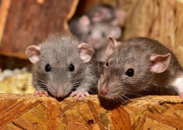 Banyak Tikus di Rumah? Cukup Usir Menggunakan 5 Bahan Alami Pengusir Tikus, Buat Tikus Kapok dan Pergi
