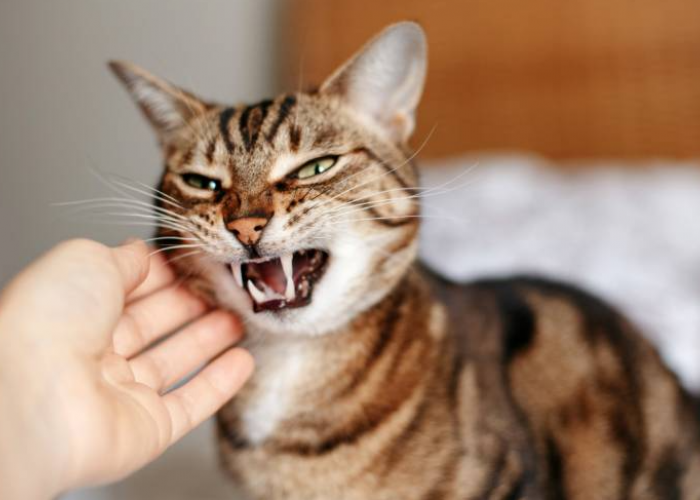 Sering Disepelekan! Ini 6 Cara Agar Kucing Tidak Membenci Kita dan Semakin Sayang Pada Pemiliknya