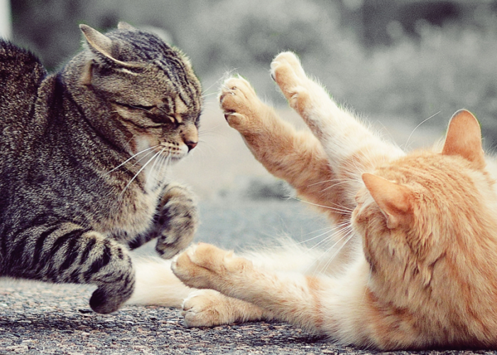 4 Cara Mengatasi Kucing yang Agresif dengan Cara Meredakan Situasi, Tak Perlu Menyakiti