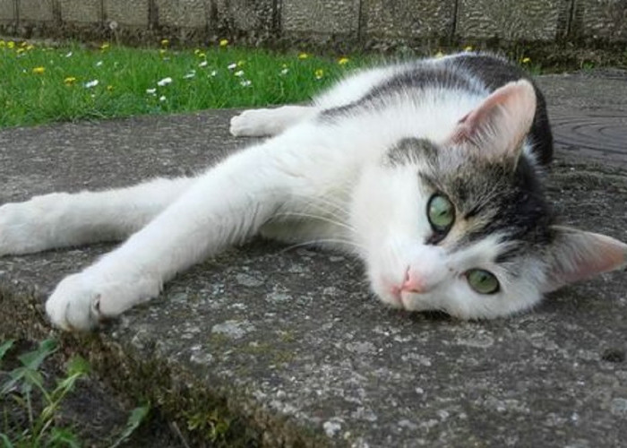 Kenapa Kucing Kampung Lebih Pintar Dibandingkan Kucing Ras Peliharaan? Yuk Simak 5 Fakta Unik Kucing Kampung  
