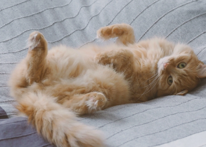 6 Cara Mengetahui Tingkat Kebahagiaan Kucing dari Posisi Tidurnya, Apa Anabul Sudah Bahagia?