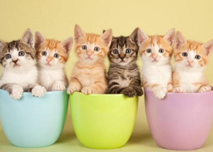 Makanan untuk Kucing Usia 1 Bulan, Ini yang Perlu Diketahui agar Tumbuh Kembangnya Bagus
