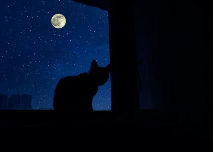 Jangan Diabaikan, 6 Arti Kucing Mengeong Terus di Malam Hari Bisa Jadi Menunjukan Isyarat Tertentu