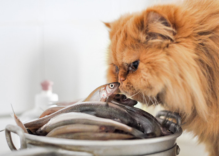 Mudah dan Praktis! Inilah 5 Resep Olahan Makanan Kucing Dari Ikan, Dijamin Anabul Pasti Suka