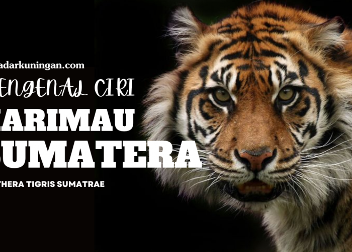 Satu-Satunya Harimau di Indonesia, Begini Ciri Fisik Harimau Sumatera