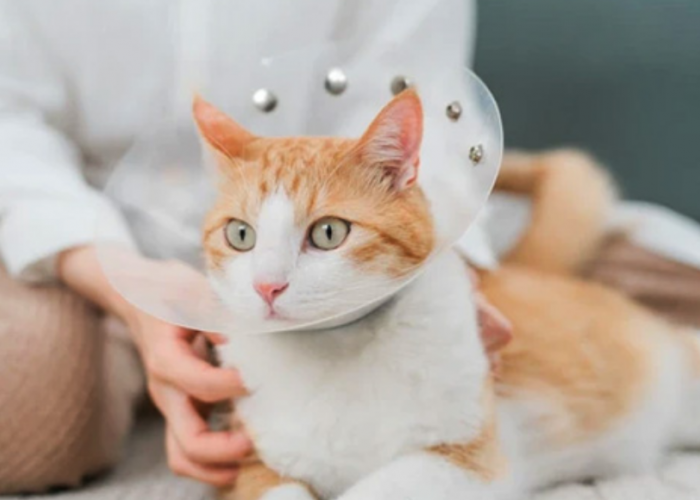 Inilah 5 Manfaat Sterilisasi Kucing Betina, Pemilik Anabul Betina Wajib Simak!