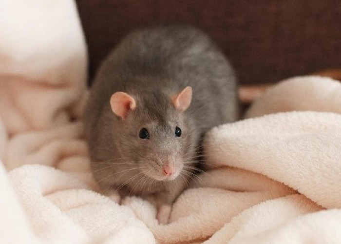 Berikut 3 Cara Ampuh Mencegah Kedatangan Tikus di Rumah dan Mudah Dilakukan Nomor 1 Sangat Ampuh!