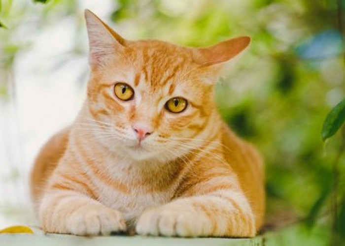 Yuk Kenali 5 Jenis Kucing Kampung yang Bisa Dipelihara jadi Teman Bermain, Tak Kalah Menarik Dari Kucing Ras