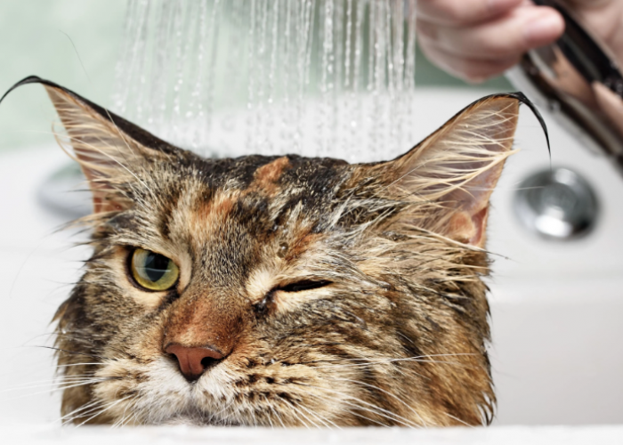 Tidak Perlu Mahal! Berikut 4 Rekomendasi Sampo Kucing Murah, yang Ampuh Bikin Anabul Wangi dan Bebas Kutu