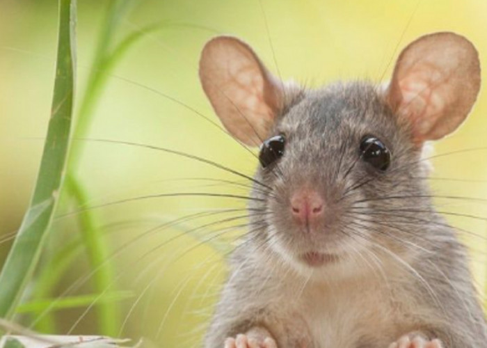 Buat Tikus Kabur Dari Rumah, Berikut 6 Bau Wewangian Yang Tidak Disukai Tikus di Rumah