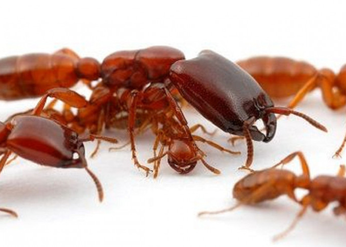 Inilah 5 Bahaya Semut Masuk Telinga, Benarkah Bisa Membuat Infeksi?