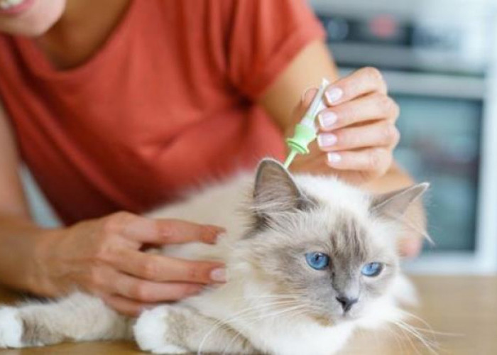 Gak Perlu Pake Obat, Ini Nih 6 Bahan Alami untuk Membasmi Kutu Kucing, Sederhana dan Mudah Banget!