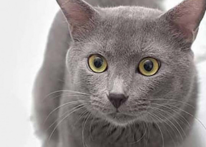 Mengenal Kucing Busok, Kucing Endemik Madura yang Memiliki Sejumlah Fakta Unik