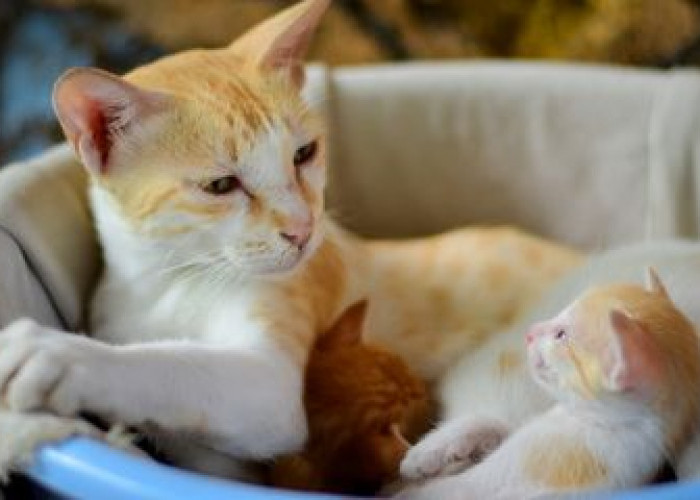 Rentan Terhadap Stres,  Inilah 5 Cara Merawat Kucing Setelah Melahirkan