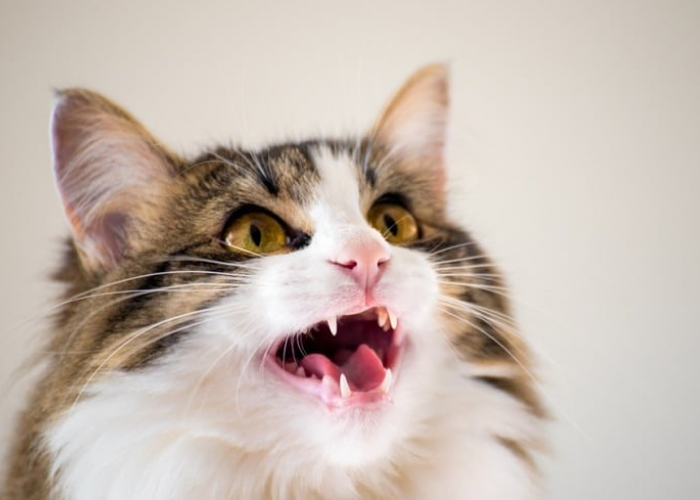 Kenapa Kucing Mengeong Lebih Sering dari Biasanya? Simak 3 Alasan dan Solusinya Disini
