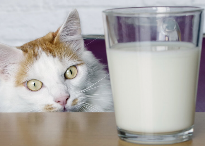 Apakah Kucing Boleh Minum Susu Sapi? Berikut 4 Hal yang Tidak Boleh Dikonsumsi Kucing Peliharaan Kita