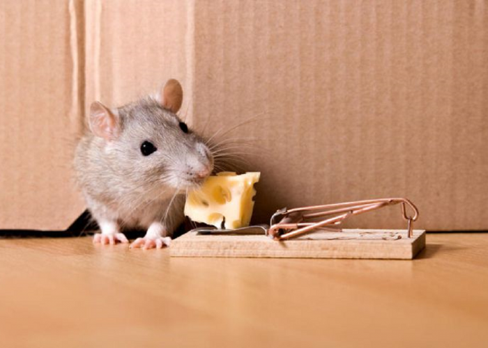 Rekomendasi Perangkap atau Jebakan Tikus yang Paling Ampuh untuk Menangkap Tikus di Rumah