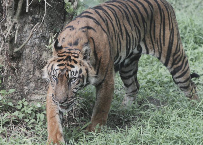 Harimau Jawa Itu Masih Ada atau Tidak? Inilah Jawaban Pasti Para Peneliti