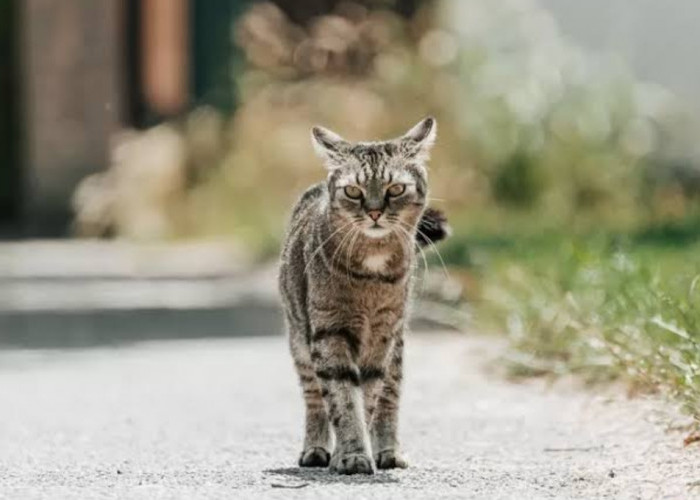 Kenapa Kucing Kampung Susah Gemuk? Padahal Dikenal Dengan Pemakan Segala, Ternyata Ini Penyebabnya!
